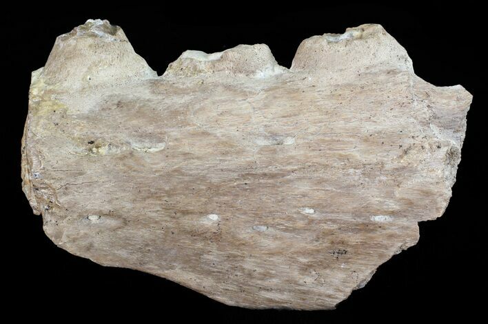 Mosasaur (Platecarpus) Jaw Section - Kansas #60665